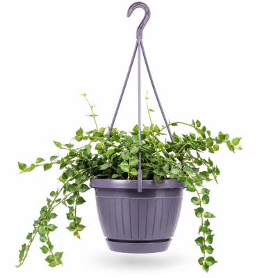dischidia ruscifolia green