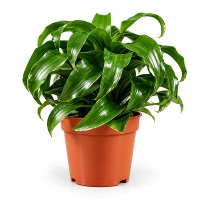 dracaena fragrans twist