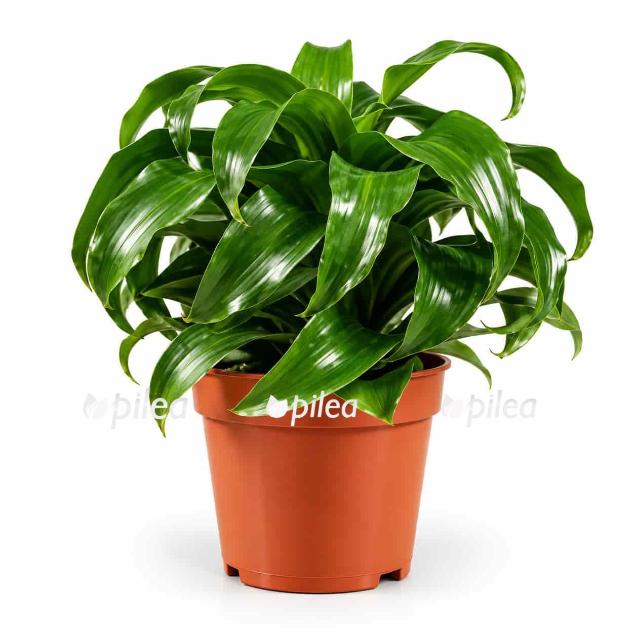 dracaena-fragrans-twist dracaena fragrans twist