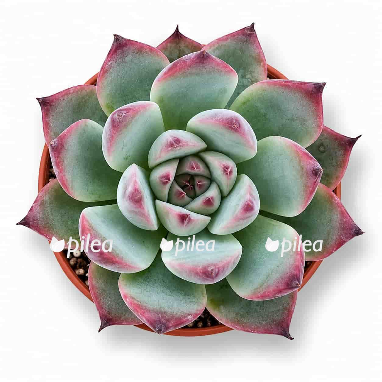 echeveria chihuahuaensis