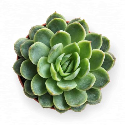 echeveria elegans