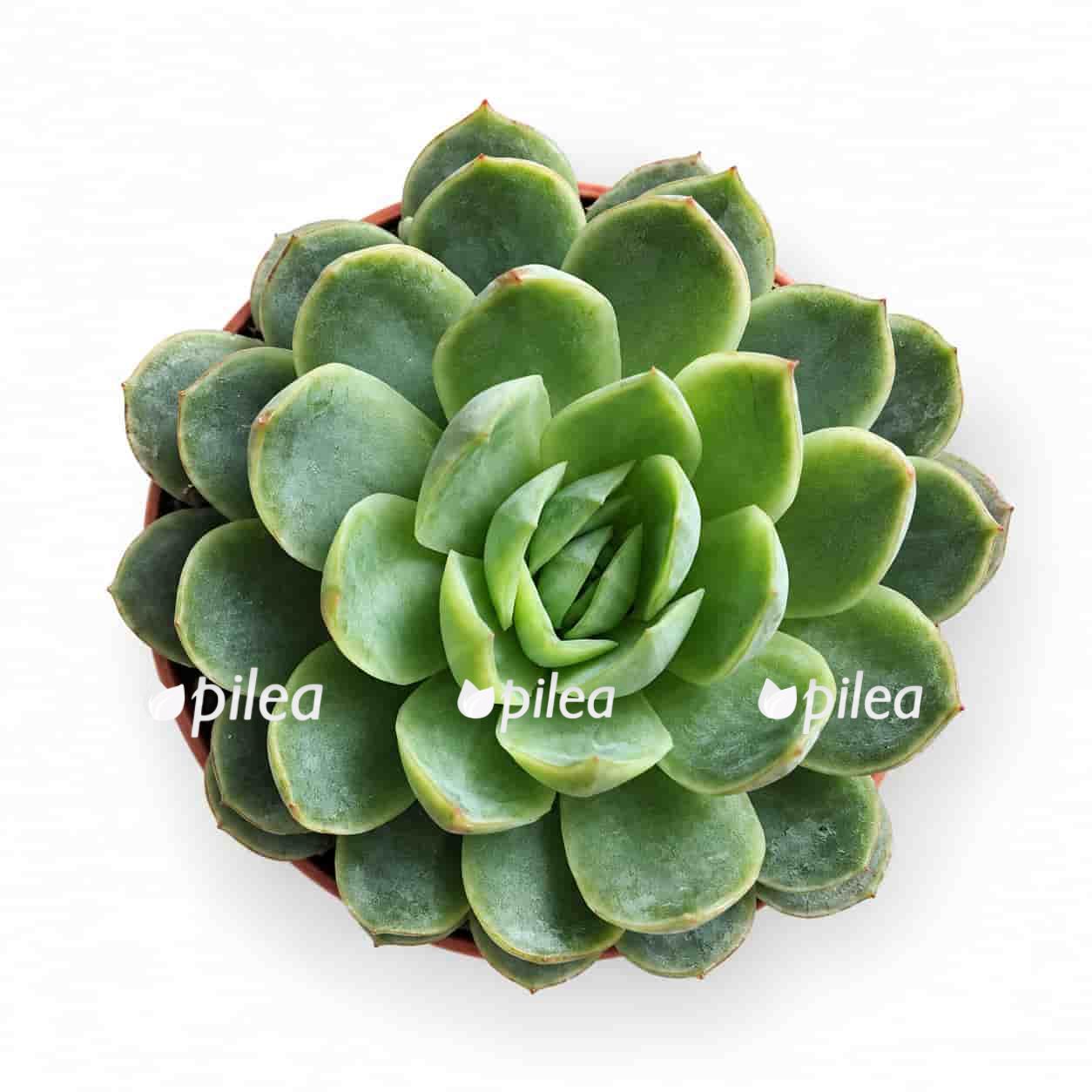 echeveria-elegans echeveria elegans