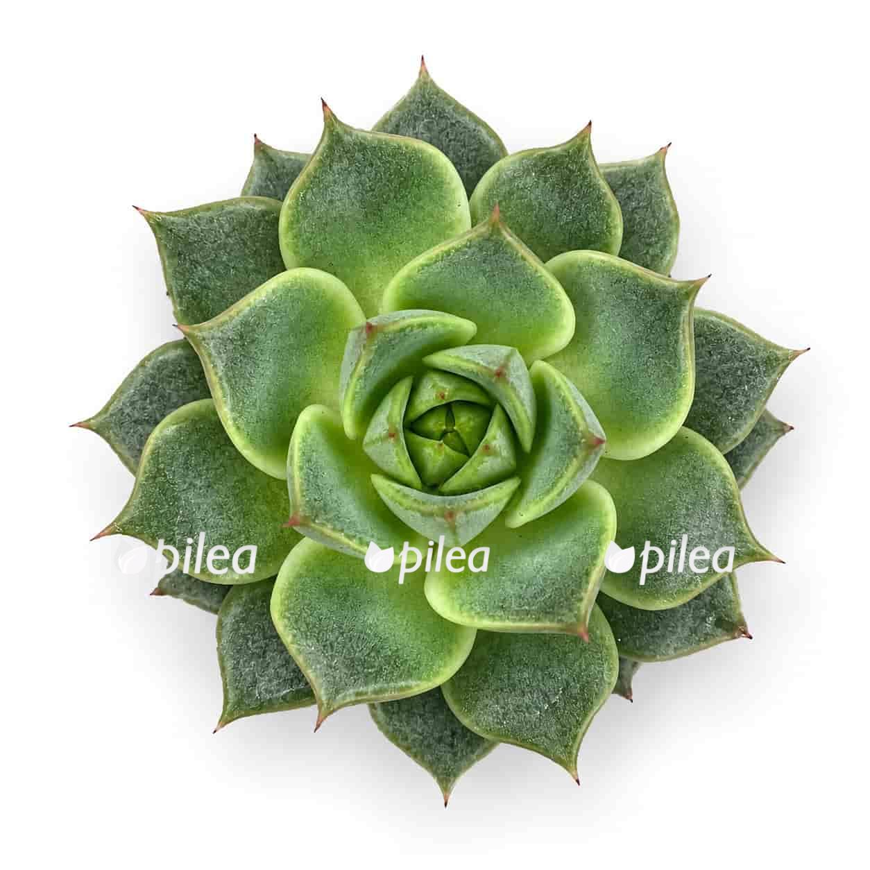 echeveria fabiola