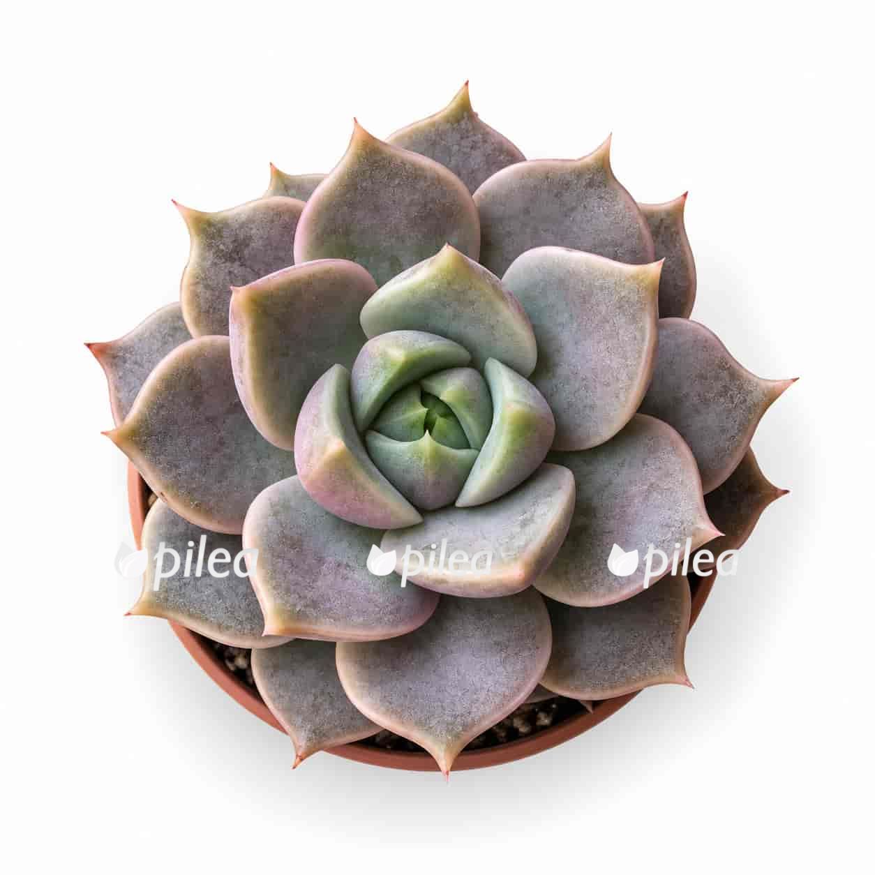 echeveria marsik