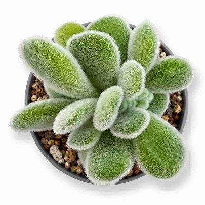 echeveria pulvinata frosty