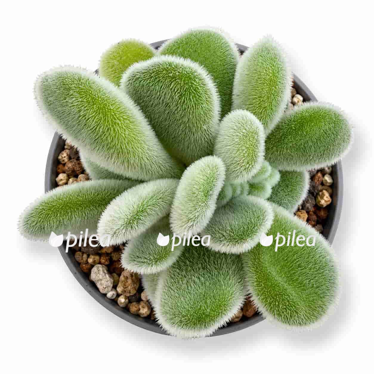 echeveria pulvinata frosty