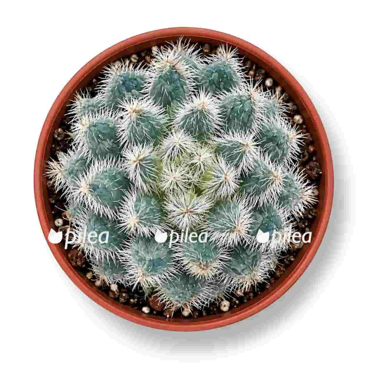 eheveriya setoza