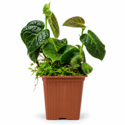 ficus villosa