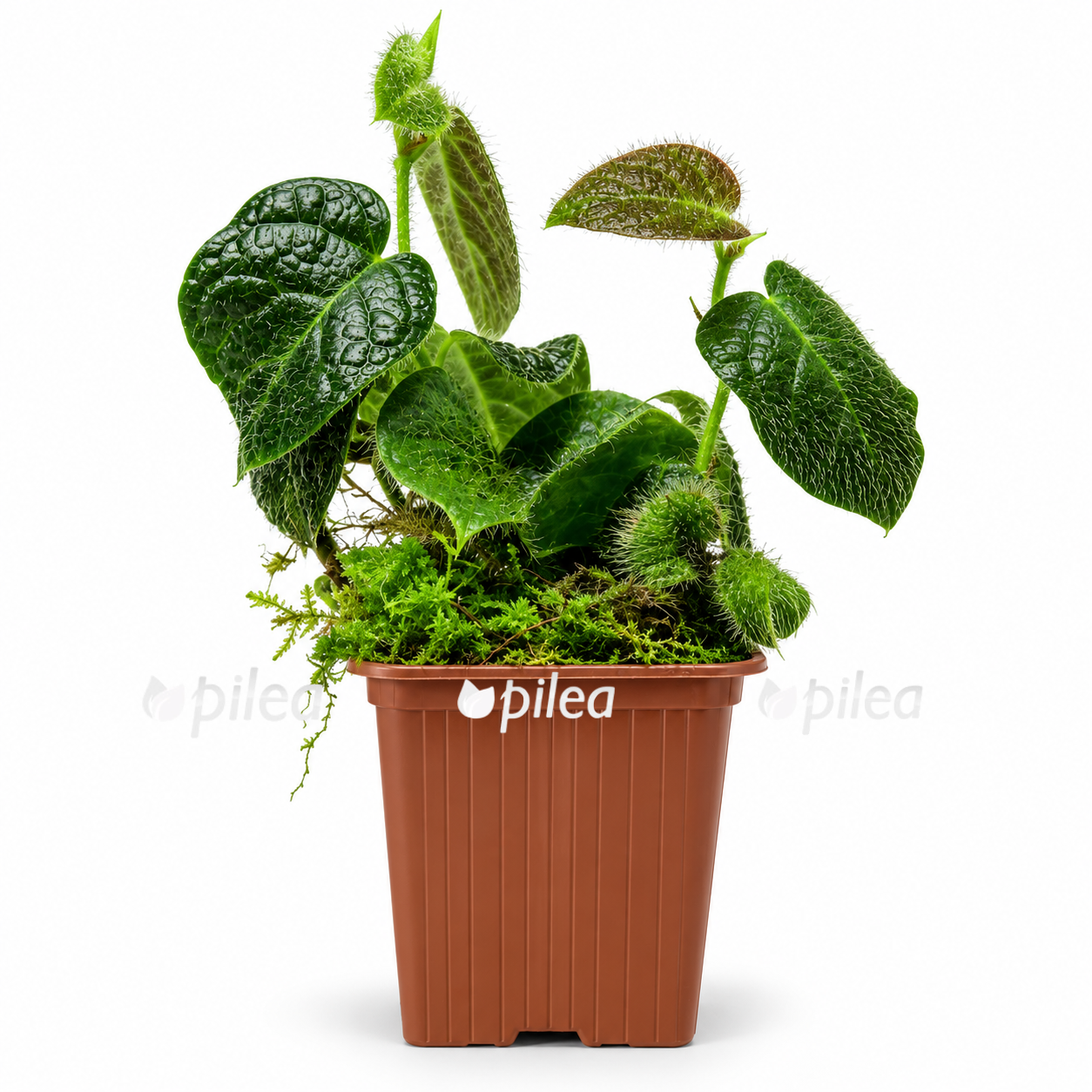 ficus-villosa ficus villosa