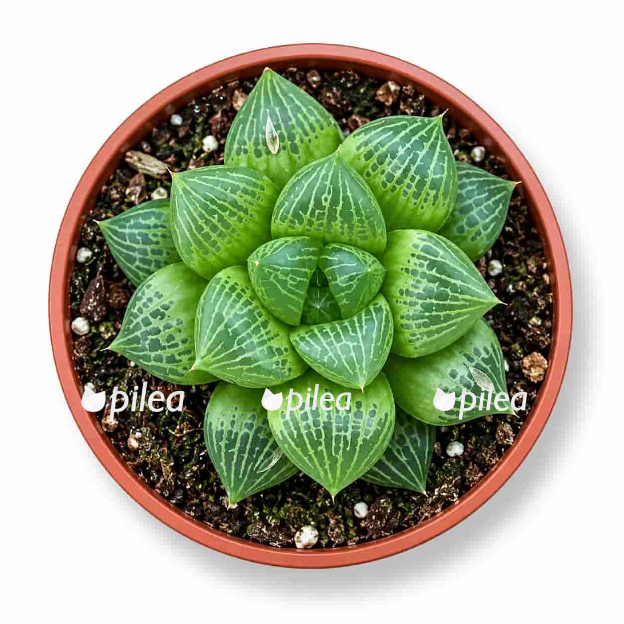 haworthia comptoniana hybrid
