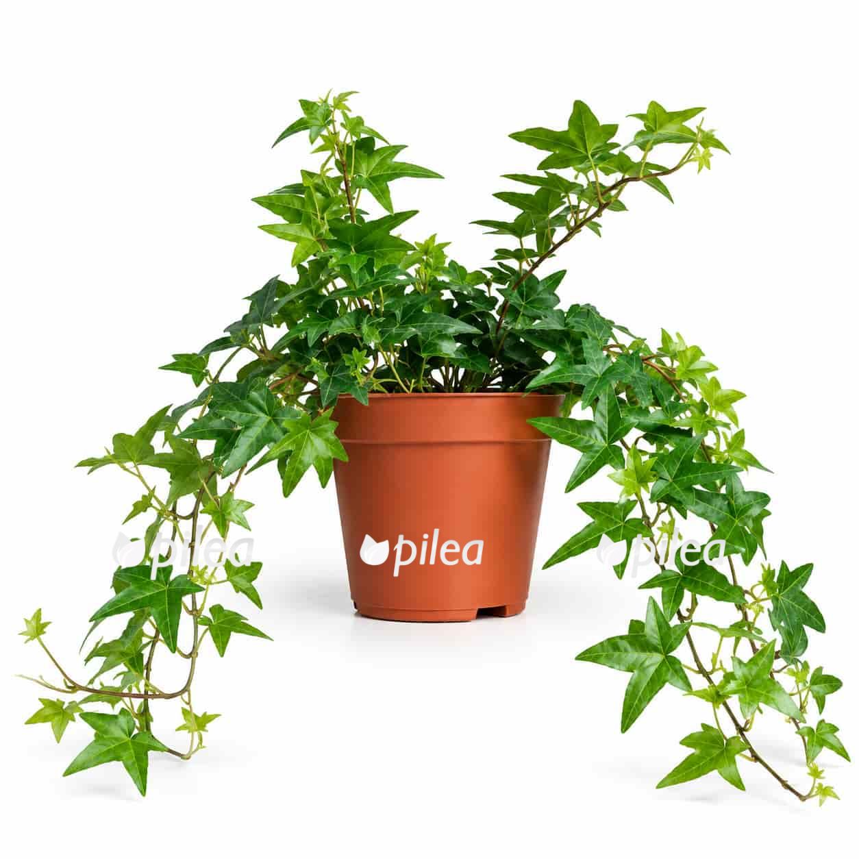 hedera helix jacobine