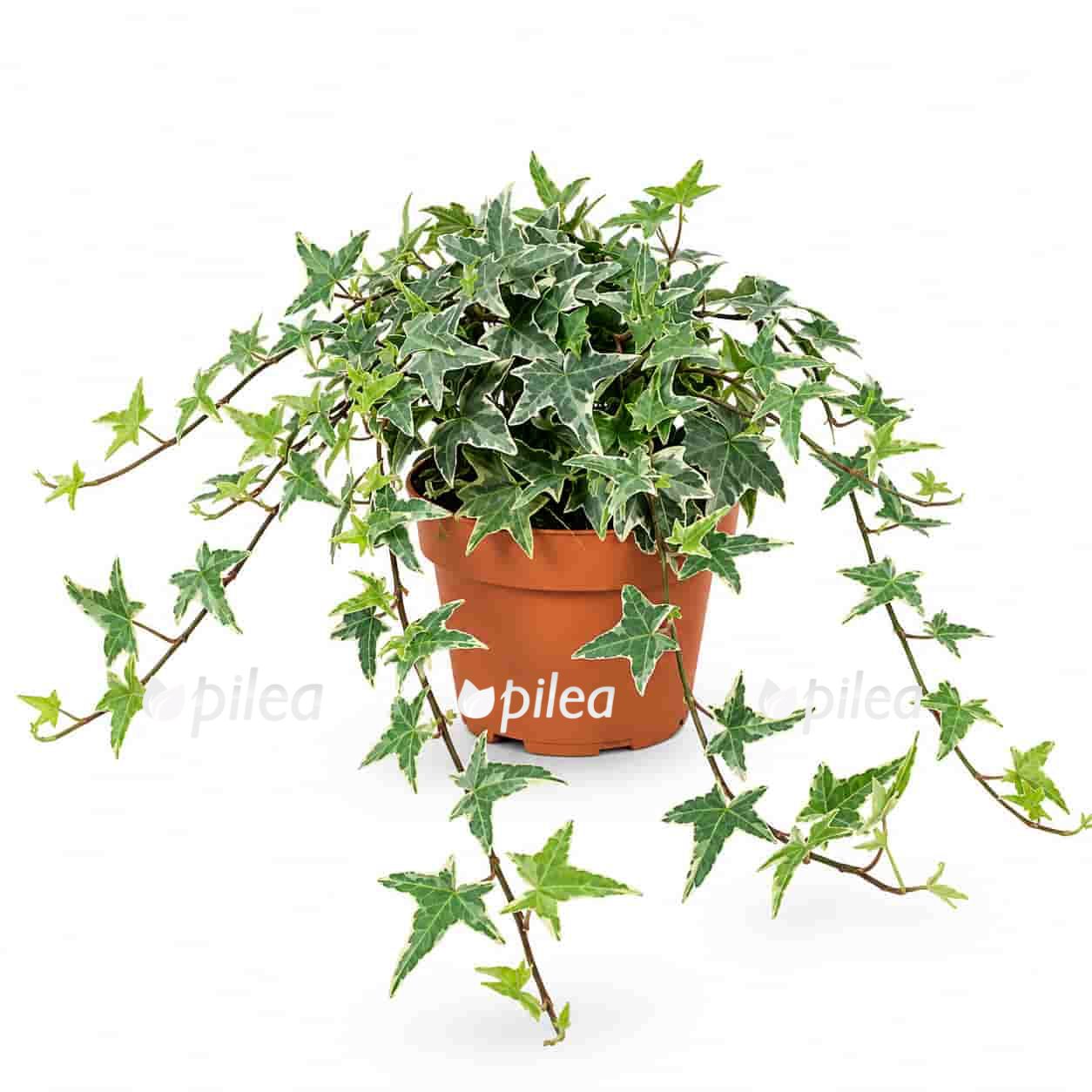 hedera helix mona lisa