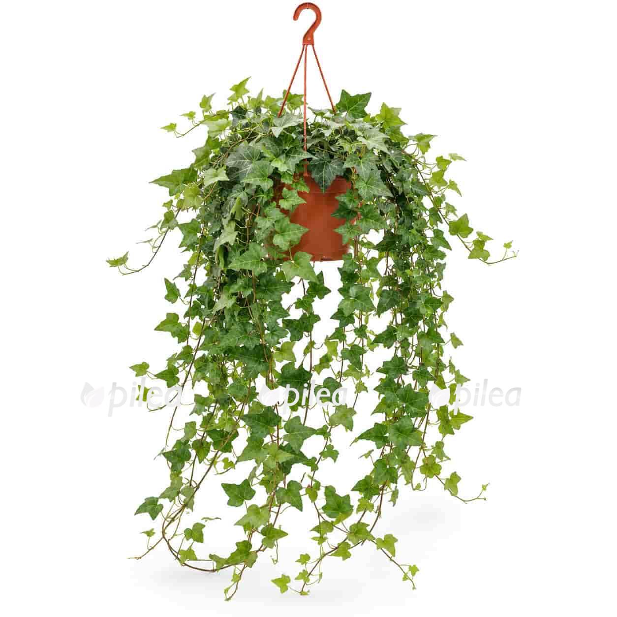 hedera helix wilco