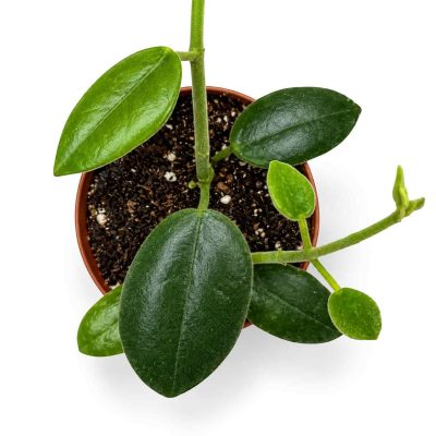 hoya guppyi