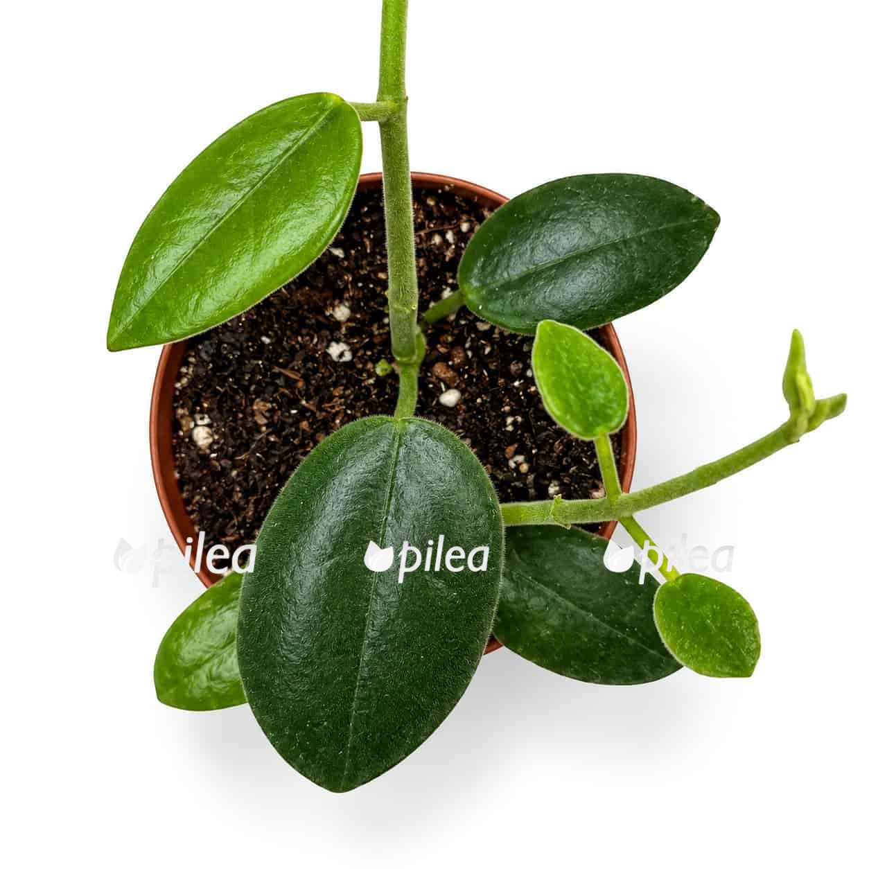 Hoya guppyi hoya guppyi