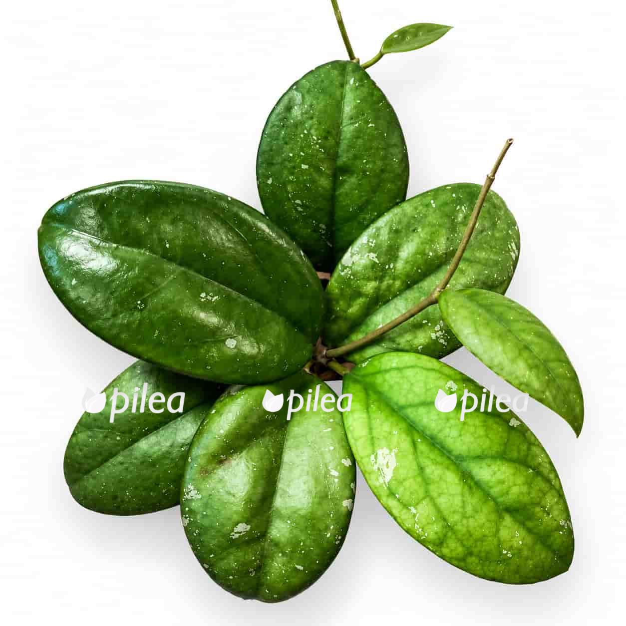 hoya-joy hoya joy 1