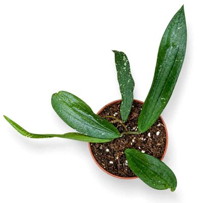 hoya rindu rafflesia