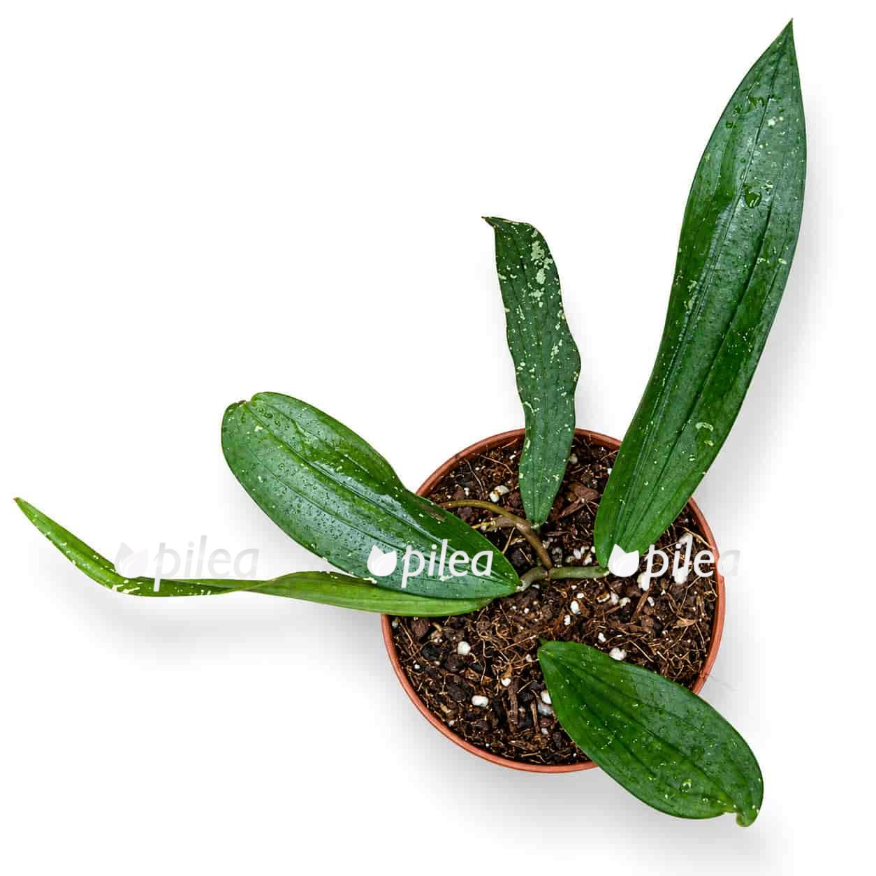 hoya-rindu-rafflesia hoya rindu rafflesia