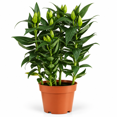 lilium mix
