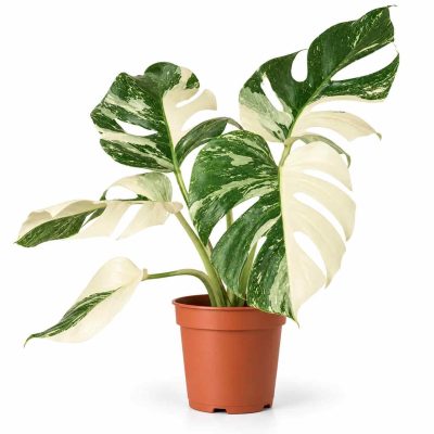 monstera deliciosa super white variegata