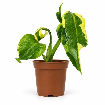 monstera melanchol