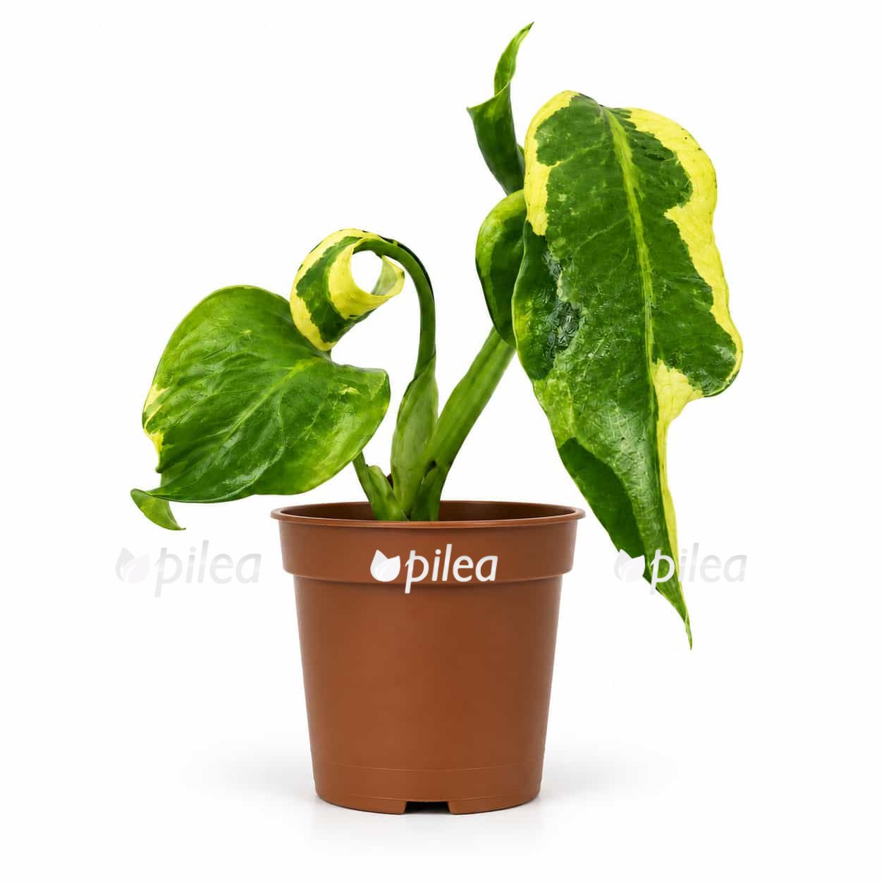 monstera-melanchol monstera melanchol