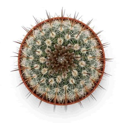 notocactus schlosseri
