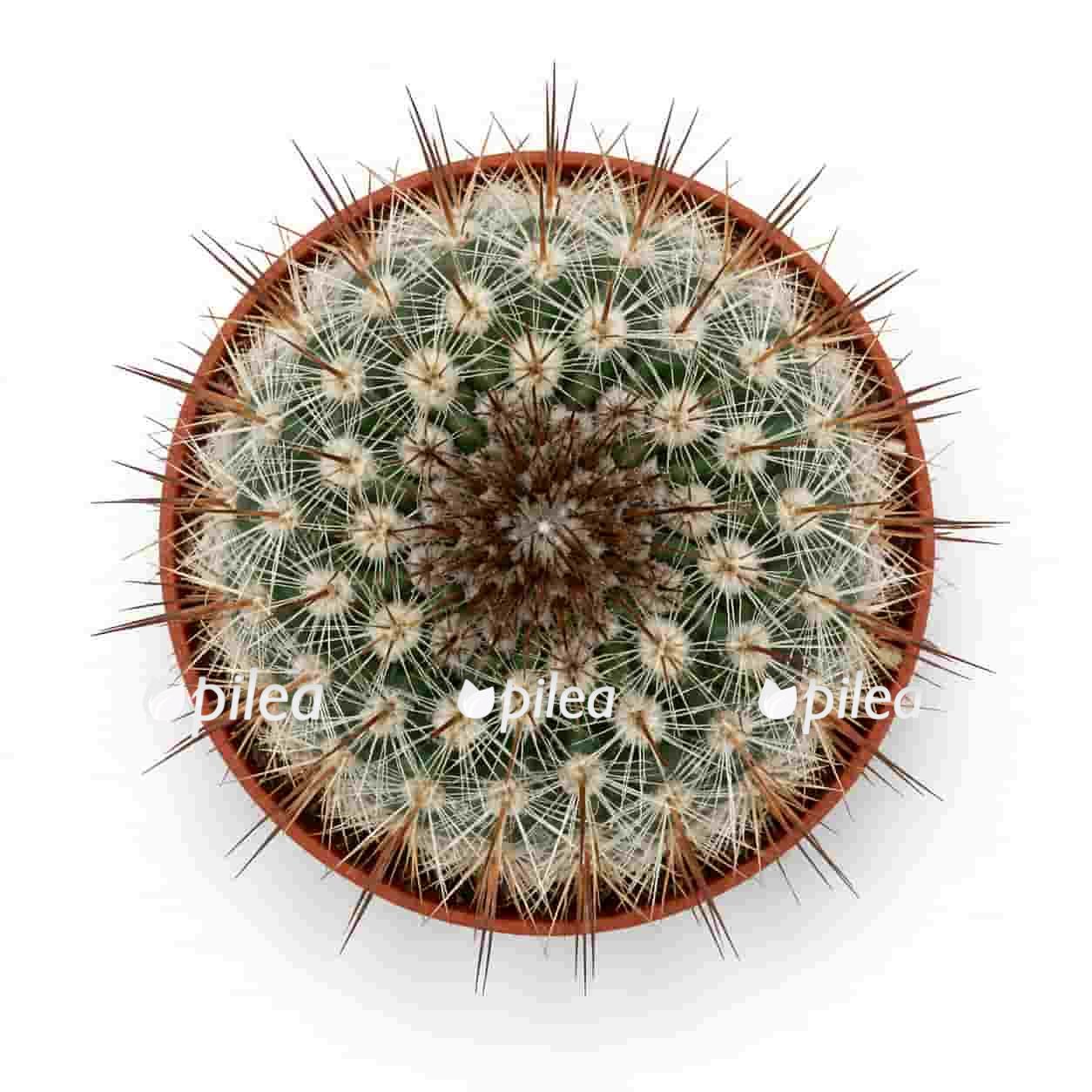notocactus-schlosseri notocactus schlosseri