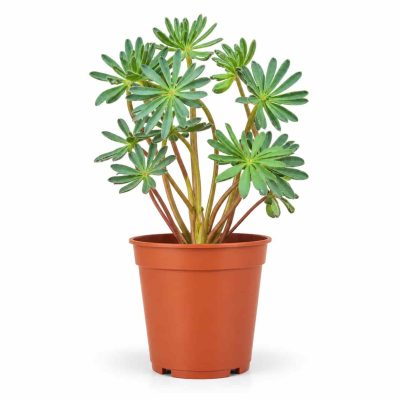 oxalis palmifrons