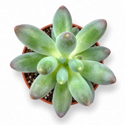 pachyphytum machucae