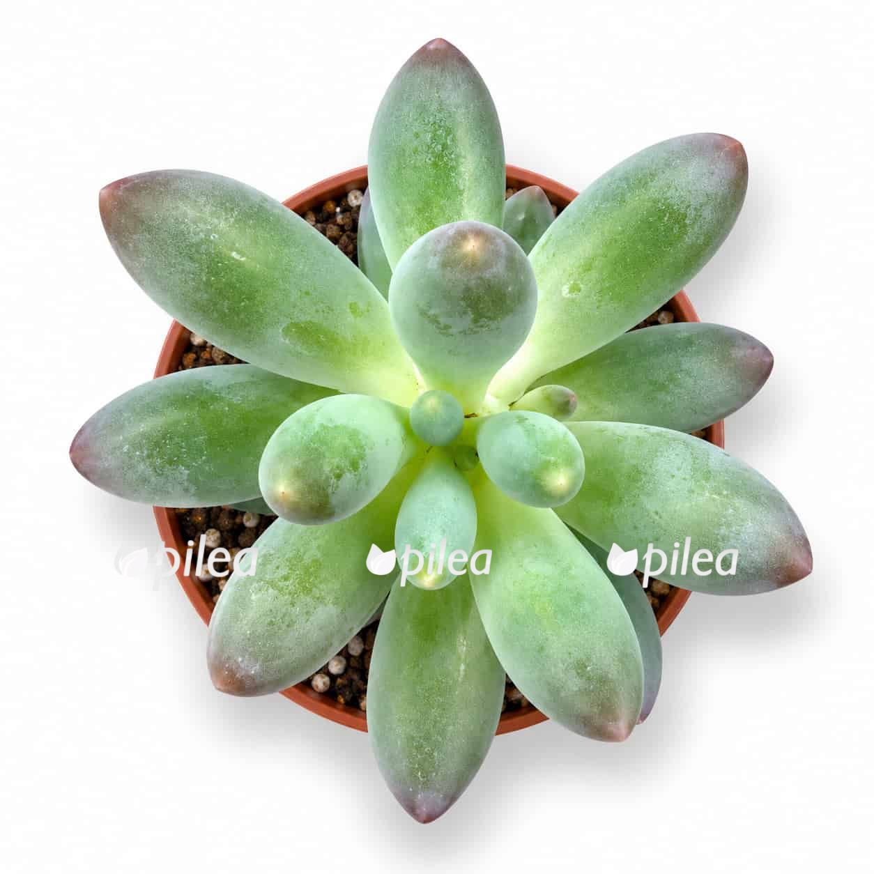 pachyphytum-machucae pachyphytum machucae