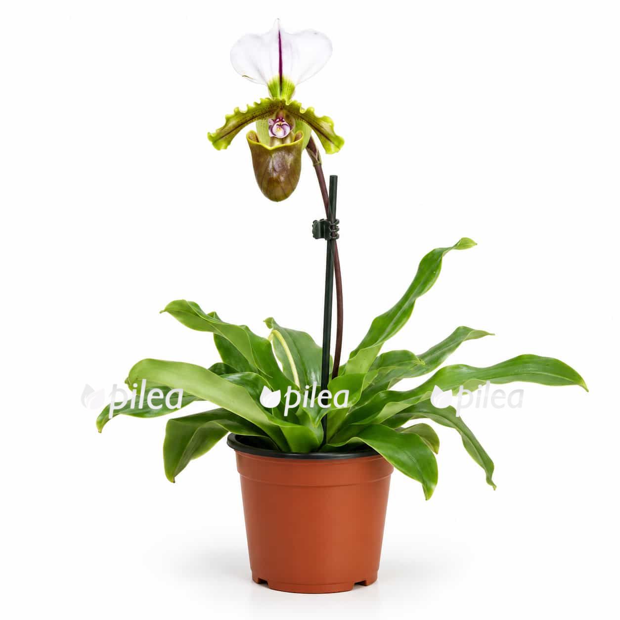 paphiopedilum milano