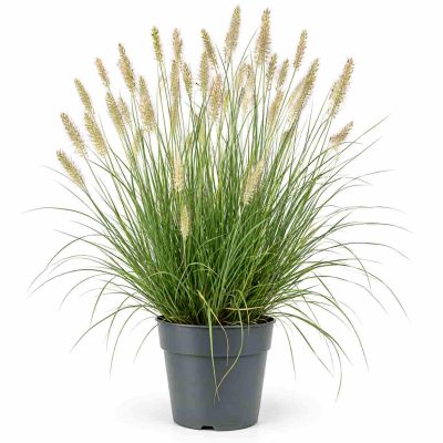 pennisetum alopecuroides hameln