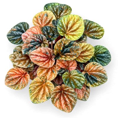 peperomia caperata disco fall
