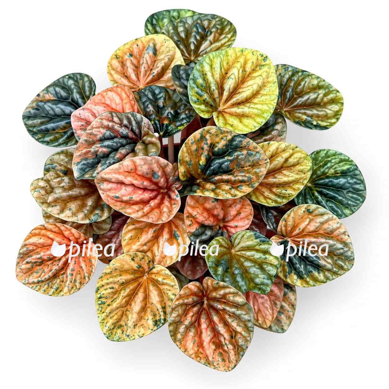 peperomia-caperata-disco-fall peperomia caperata disco fall