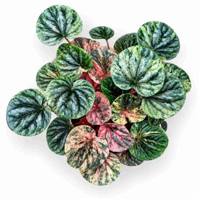 peperomia caperata pink lady