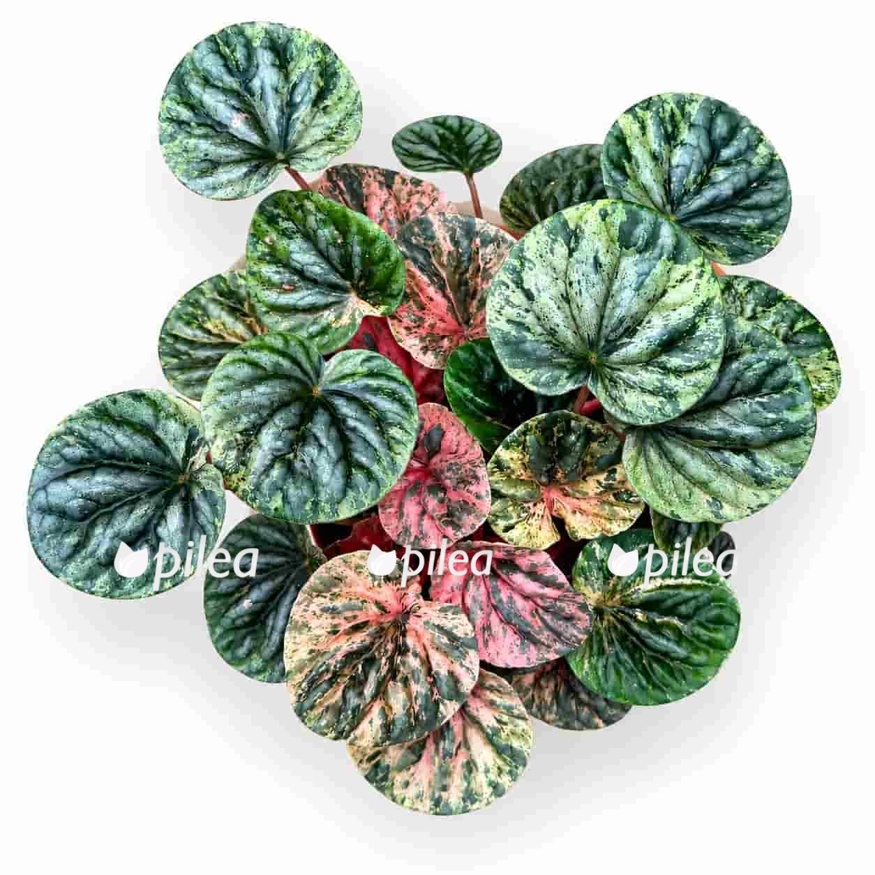 peperomia-caperata-pink-lady peperomia caperata pink lady