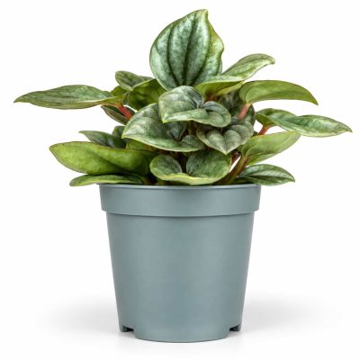 peperomia caperata tobago