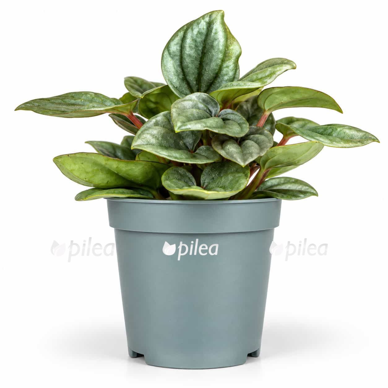 peperomia-caperata-tobago peperomia caperata tobago