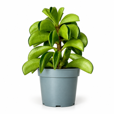 peperomia fire sparks