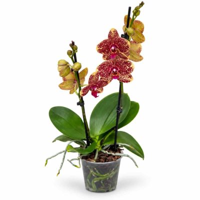 phalaenopsis sogo rondini