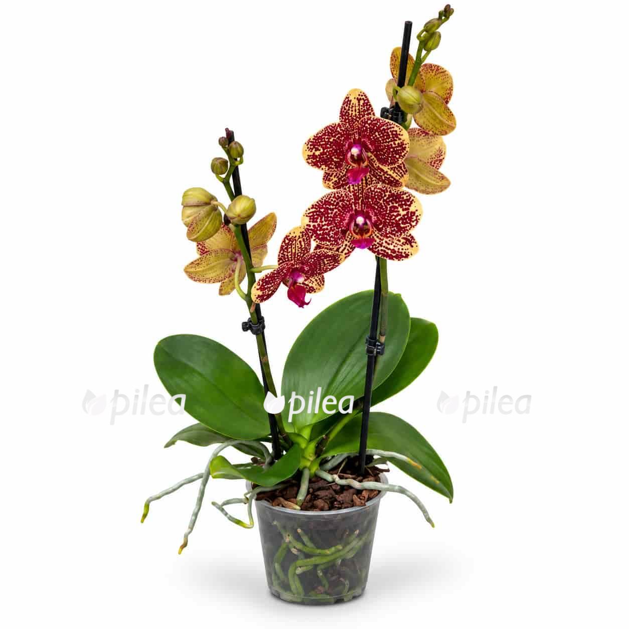phalaenopsis-sogo-rondini phalaenopsis sogo rondini