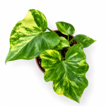 philodendron bipinnatifidum variegata