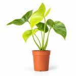 philodendron bipinnatifidum variegata