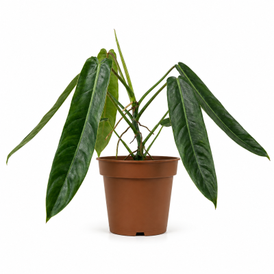 philodendron patriciae