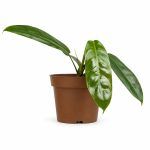 philodendron patriciae