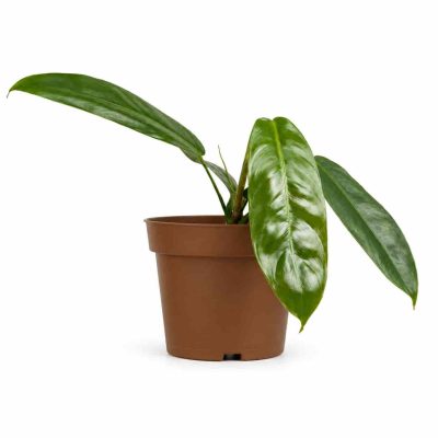 philodendron patriciae