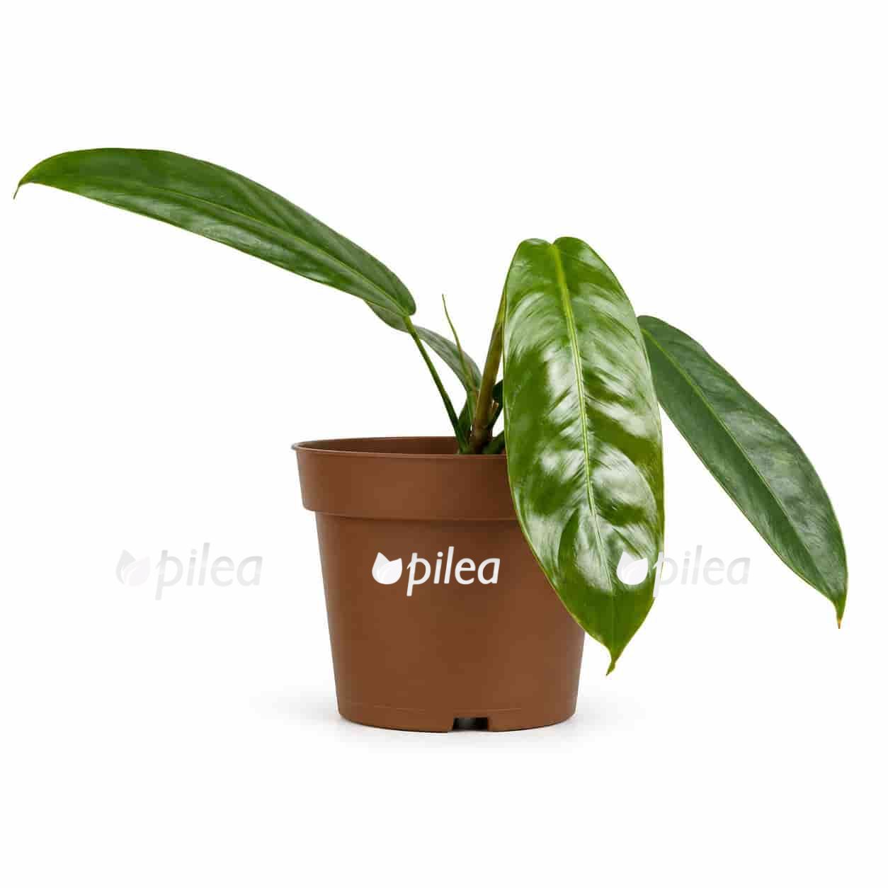 philodendron-patriciae philodendron patriciae