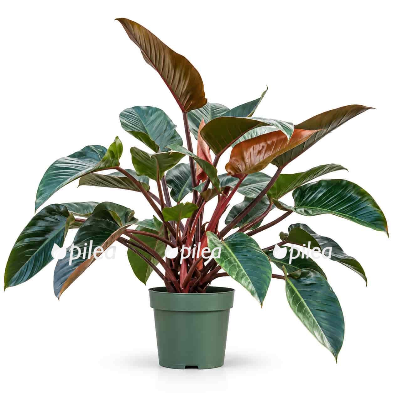 philodendron red beauty