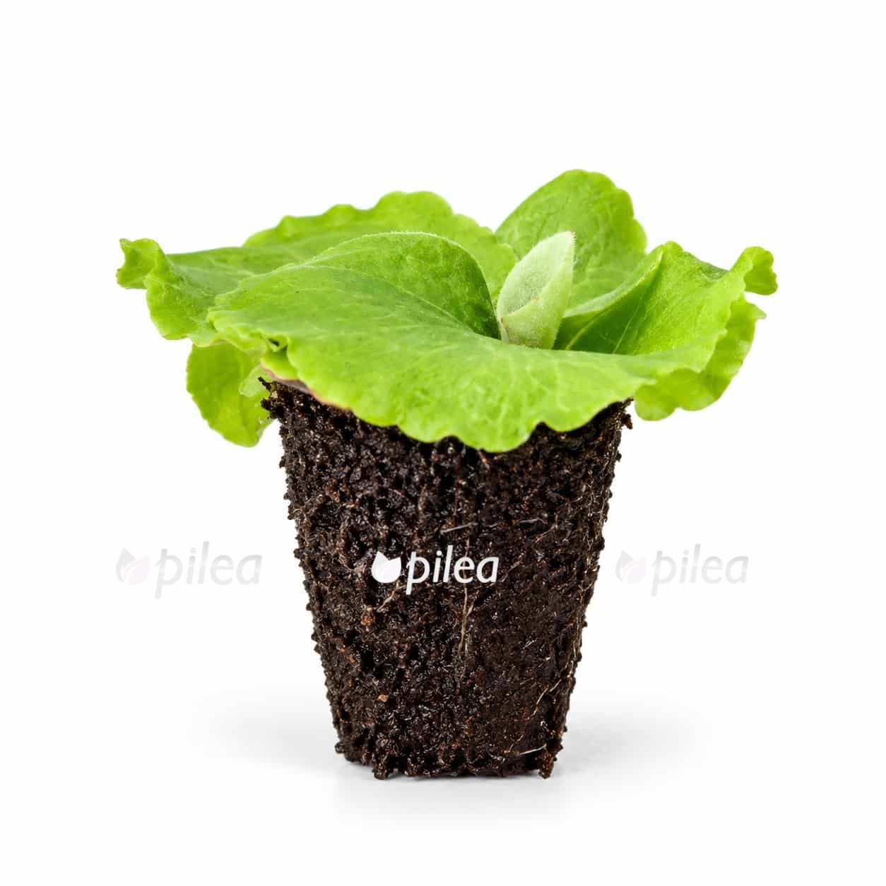 platycerium-erawan platycerium erawan